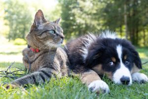CBD Pet Products: Harnessing the Medicinal Benefits of Hemp-Derived CBD for Animal Wellness