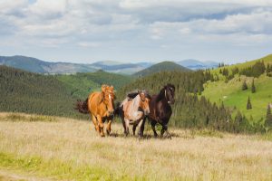 CBD Oil for Horses: The Benefits for Animals