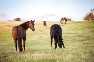 CBD Horse Treats: The New Way to Help Your Horse Feel Better